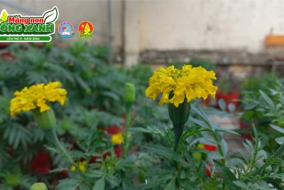 HOẠT ĐỘNG “MĂNG NON SỐNG XANH” LẦN THỨ II – NĂM 2024